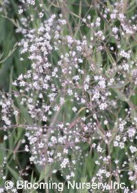 Gypsophila paniculata 'Snowflake'